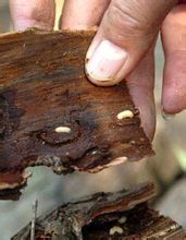 松材線(xiàn)蟲(chóng)解決方案
